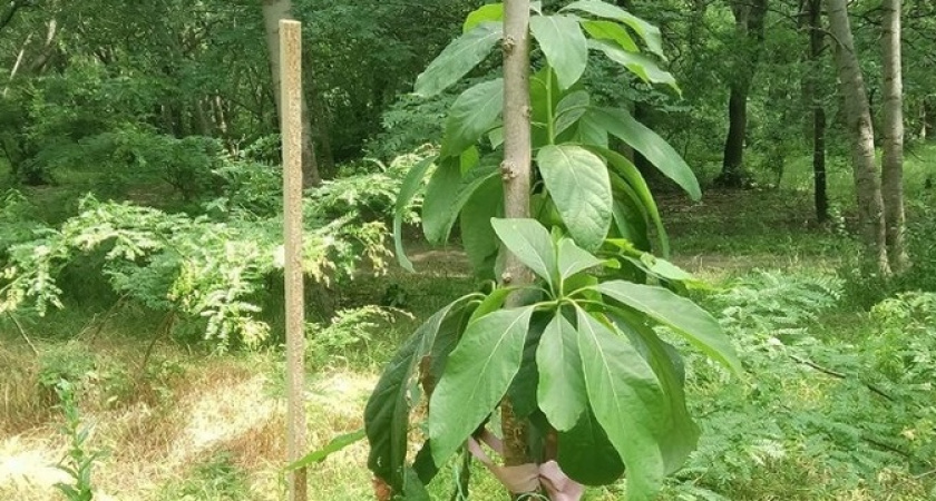 В Пионерской роще Новороссийска появился экзот: горожане спорят, «что за фрукт»