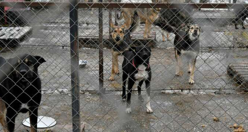 В Новороссийске перенесут пункт отлова и размещения безнадзорных животных