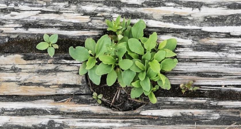 Не ждите весны: вот как подготовить почву для рассады томатов — летом урожая будет море