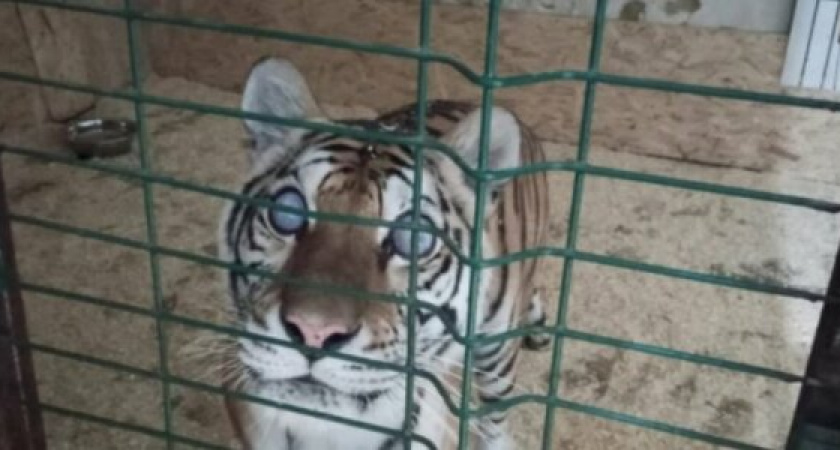 Слепую тигрицу Аврору, которую выгуливали на пляже в Новороссийске, прооперировали и поместили в хоспис 