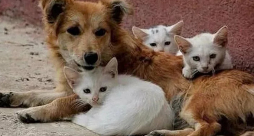 Как помочь хвостикам? В Новороссийске объявлен сбор макулатуры в помощь бездомным животным