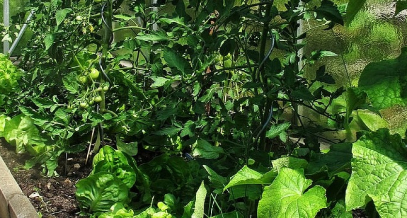 Чудо-средство для чахлых огурцов, перцев и томатов: рецепт раствора за копейки 