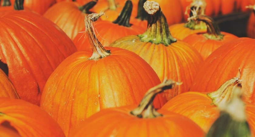 Раскрыты неожиданные целебные свойства тыквенных семечек — почему их нужно есть всем без исключения