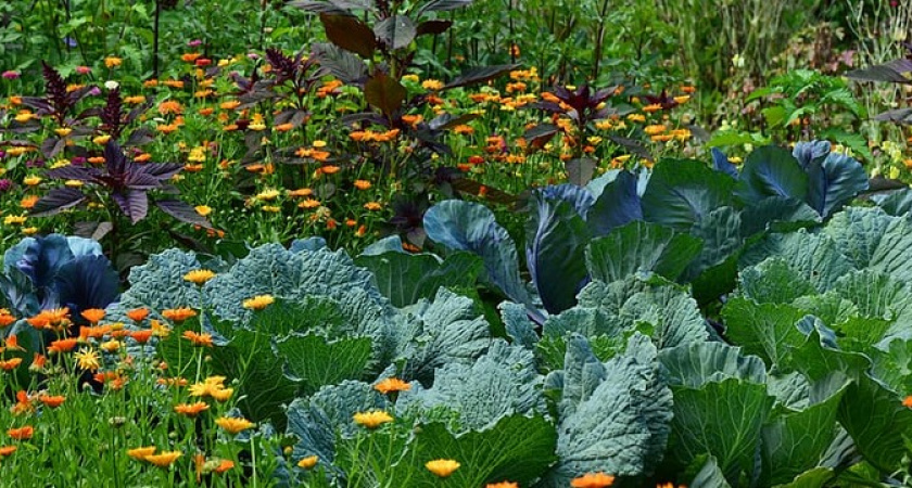 Забудьте про золу и навоз! Посыпьте этим грядки в конце мая и собирайте урожай ведрами