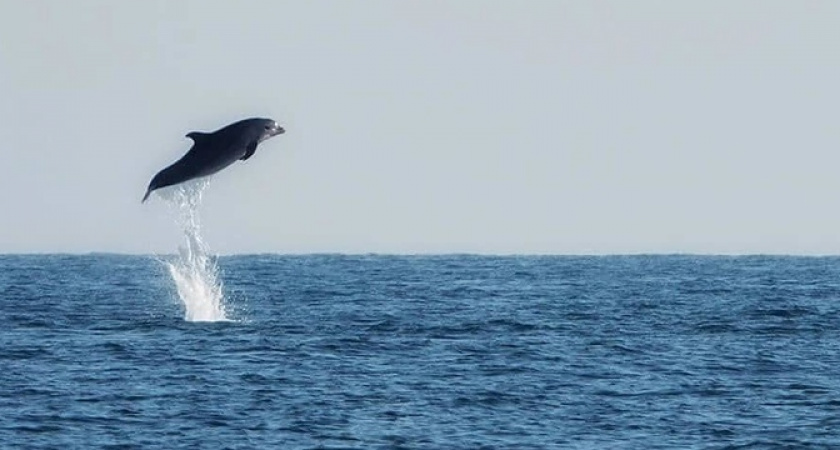 «Охота» дельфинов на новороссийском пляже 