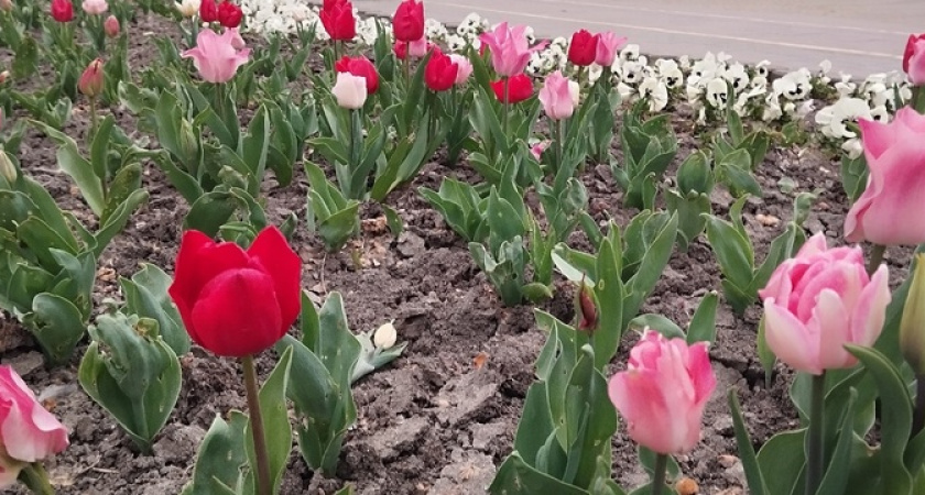 В Новороссийске в парковой аллее расцветают тюльпаны: 10 весенних фото