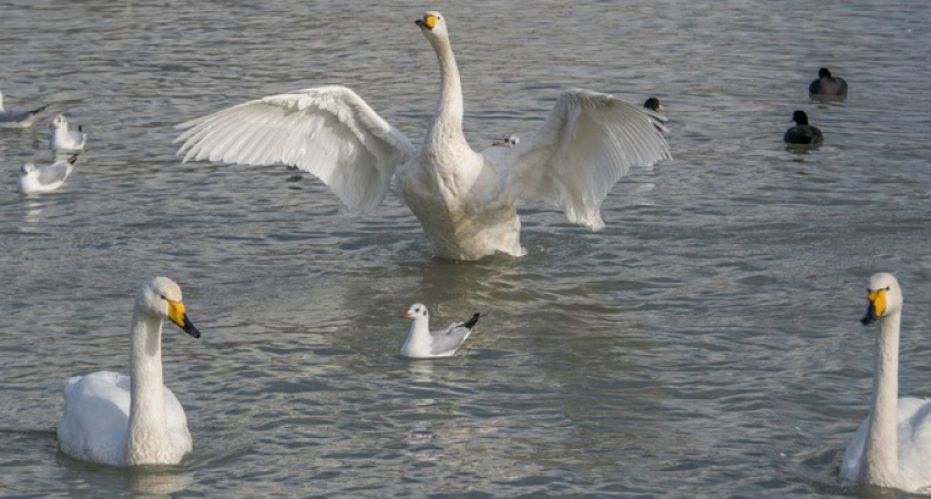  Лебединые истории: красивая подборка фото и видео грациозных птиц в Новороссийске