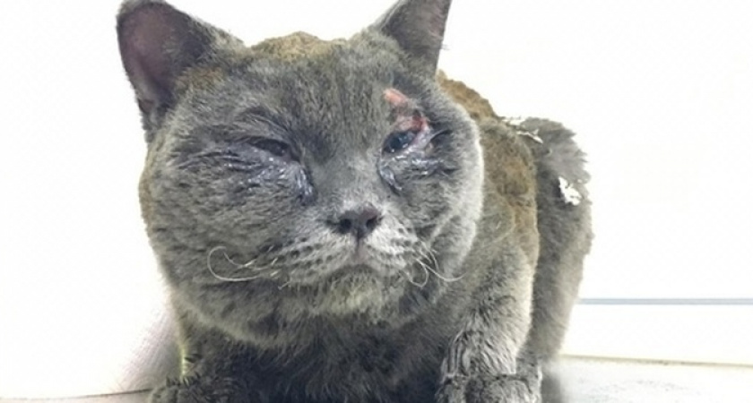 Хозяйка бросила кота Мишу, пострадавшего при пожаре на Героев-Десантников в Новороссийске