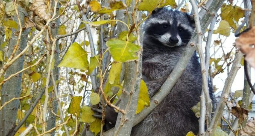 В Новороссийске несчастный енот просидел на дереве двое суток 