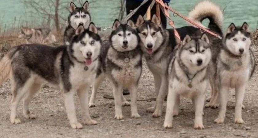 Новороссийцев приглашают в благотворительные походы в помощь хаски