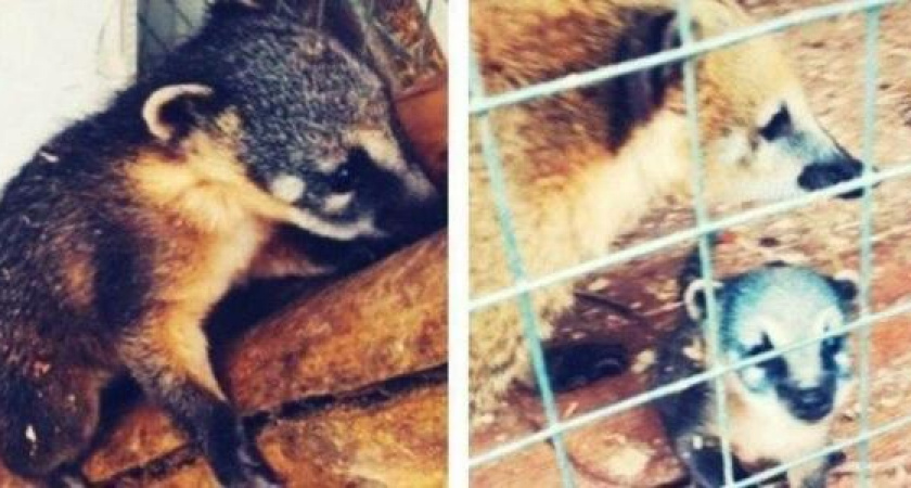 Работники расположенного в пригороде Новороссийска зоопарка просят придумать имя маленькой носухе