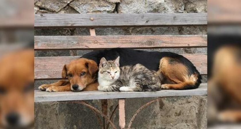 Афиша Новороссийска на неделю: акция помощи бездомным животным и фестиваль хамсы