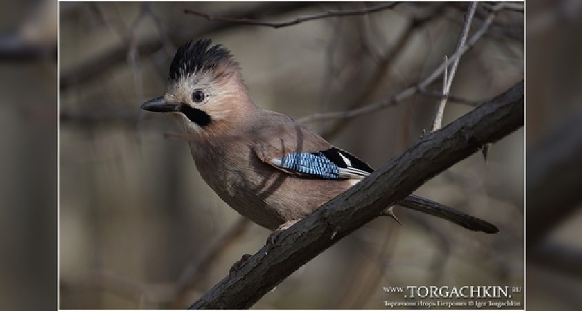 Житель города создал фотоатлас «Птицы Новороссийска». Он снимал пернатых на протяжении пяти лет