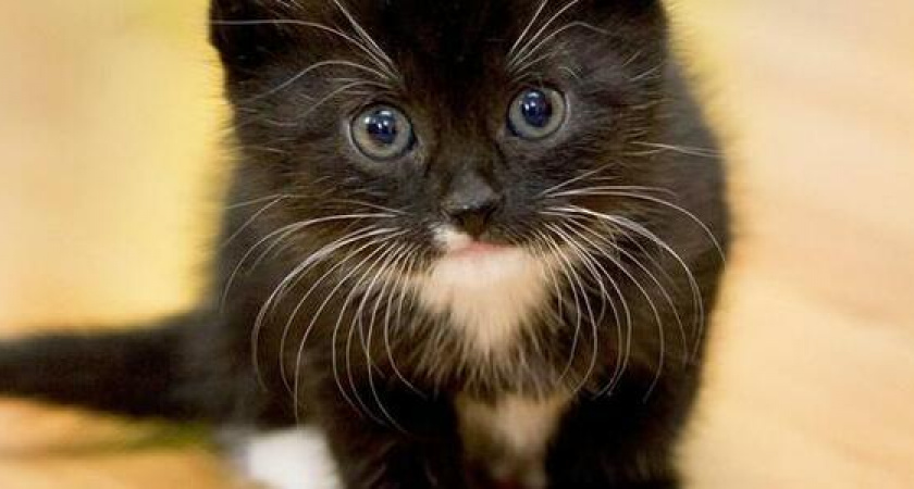 На Кубани осудили мужчину, который убил котенка на глазах детей