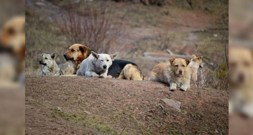 «Помогите!»: стаи бродячих собак пугают жителей Новороссийска