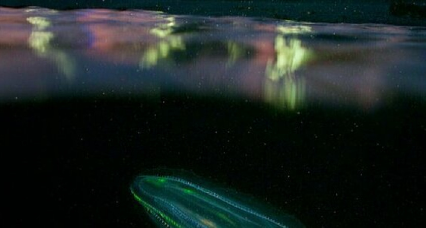 «Космос ближе, чем мы думали». Новороссийский фотограф делает уникальные снимки обитателей Черного моря