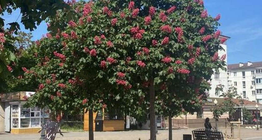 Пестрые ларьки с бульвара Черняховского хотят перенести