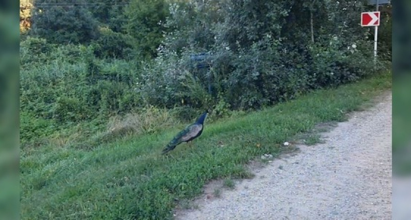 «Задавят - жалко»: автомобилисты заметили на трассе из Новороссийска в Анапу павлина