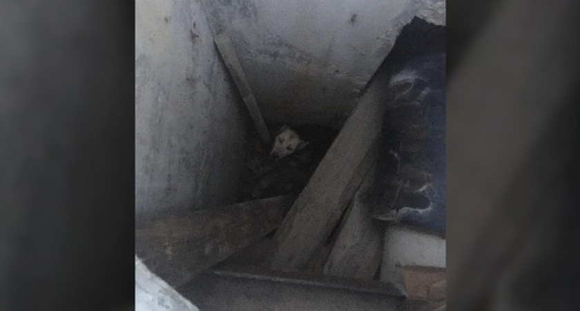 Недалеко от Западного рынка Новороссийска собака упала в коллектор. Ее доставали спасатели