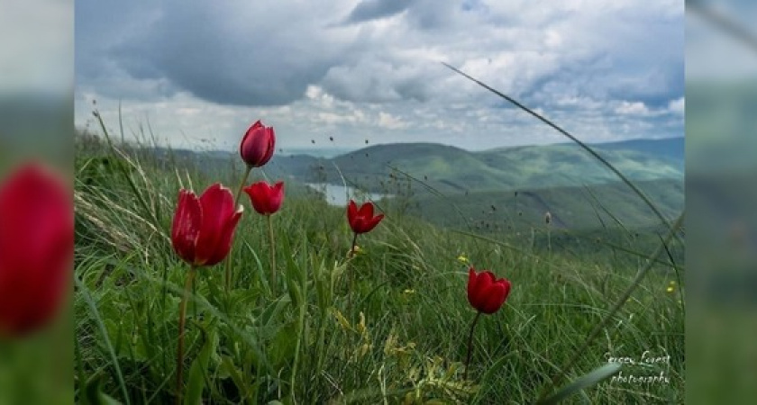 На склонах Маркотхского хребта цветут дикие тюльпаны и пионы: новороссийцы делятся фотографиями цветов