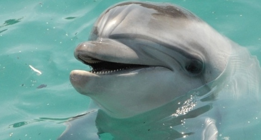 Ученые сообщили о резком сокращении численности дельфинов в Черном море