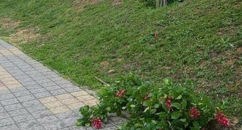 Вандалы на улицах Новороссийска. Неизвестные сломали розовые каштаны на улице Видова