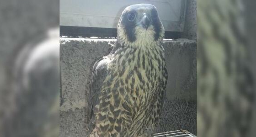 У ястреба, которого новороссийские спасатели подобрали на дороге, сотрясение мозга