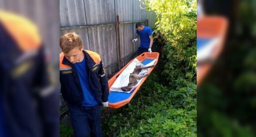 В Новороссийске в канаве нашли истекающую кровью хаски. Собака чуть не погибла под колесами поезда