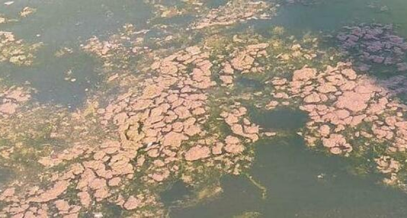 Грязная пена с неприятным запахом и радужная пленка появились в море на центральной набережной Новороссийска