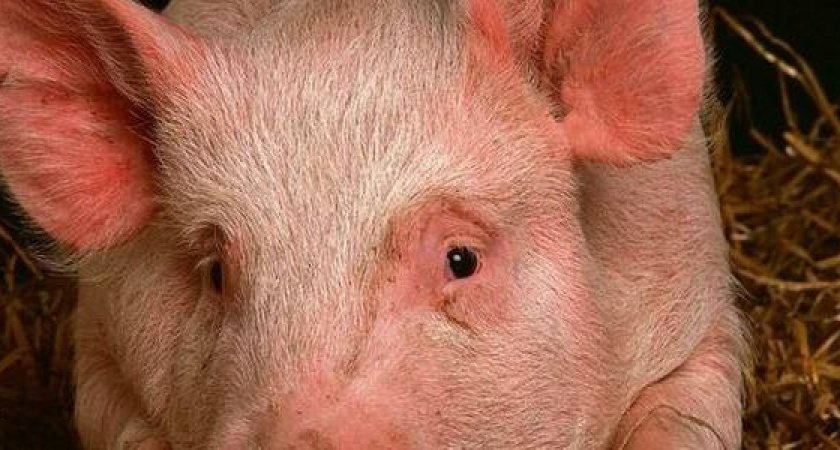 В подвале многоэтажки на Героев Десантников разводили свиней