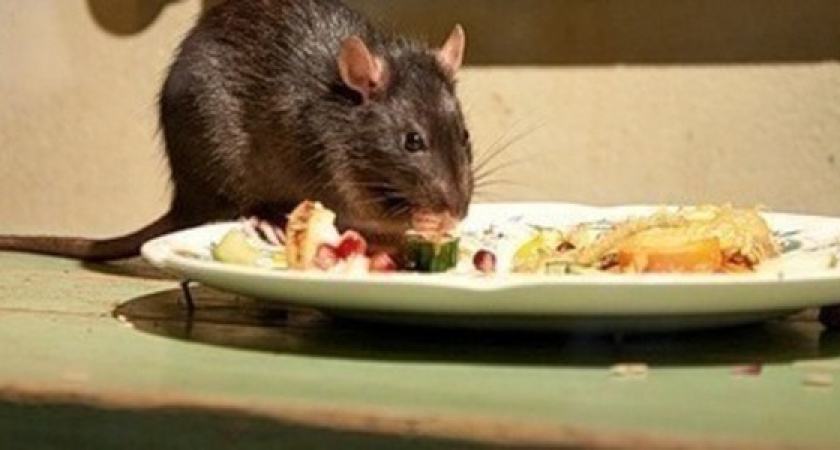 В Новороссийске спасатели ловили крысу, которая поселилась в квартире женщины с новорожденным ребенком