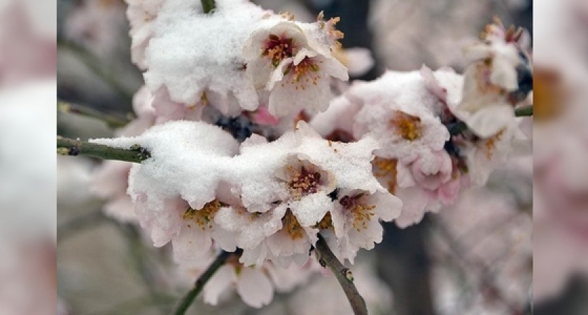 Внимание! МЧС объявило о заморозках на Кубани