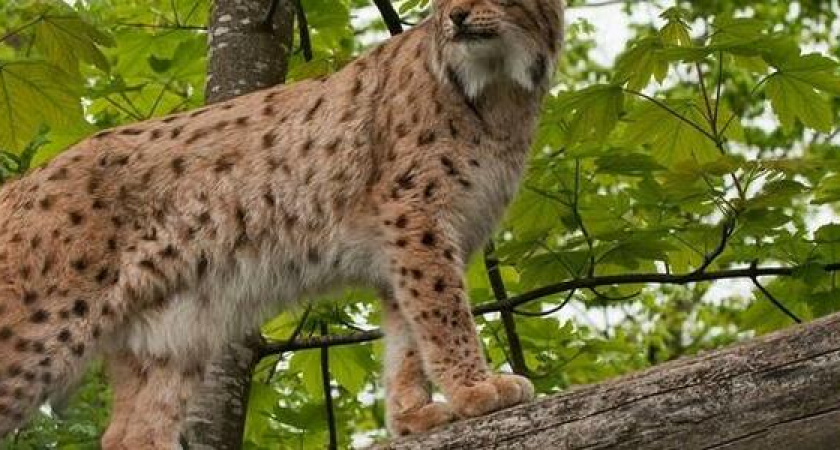 В Новороссийске заметили краснокнижную рысь