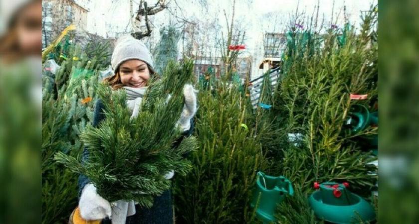 На выходных в Новороссийске откроются елочные базары. НАША отметила места проведения на интерактивной карте