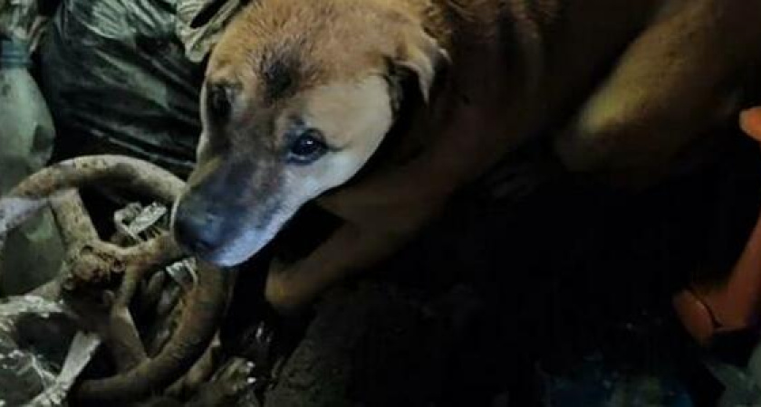 «Мы готовы помочь всем!» - новороссийские спасатели достали из колодца собаку, испугавшуюся салютов