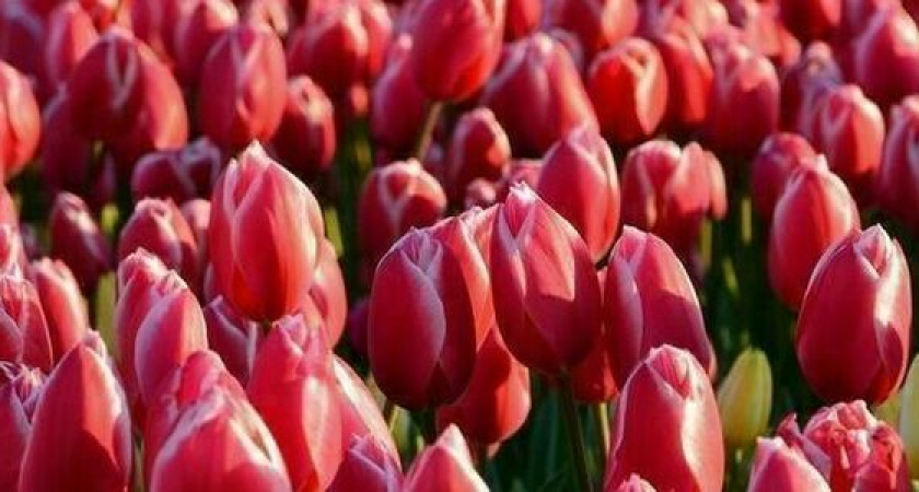 Краткое руководство по выращиванию тюльпанов