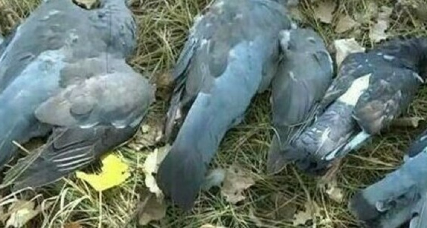 Массовая гибель голубей произошла на Кубани