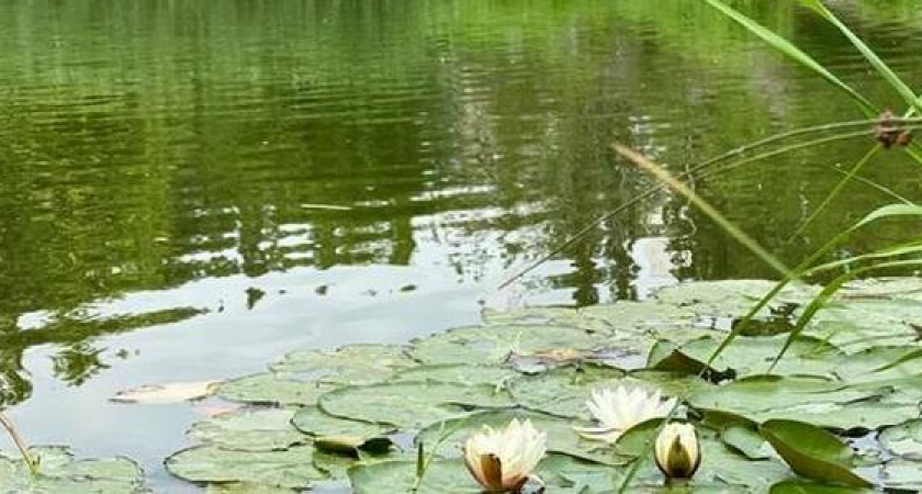 Прокуратура не нашла кипятка в Южных прудах Новороссийска