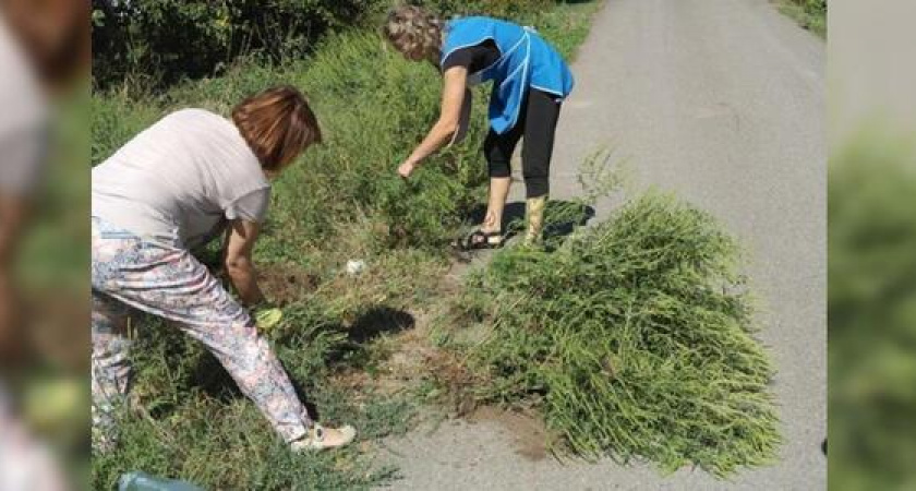 Жителей Новороссийска призывают косить амброзию: за оставленный сорняк грозит штраф