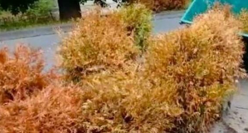 "Аллея мертвецов": в центре Новороссийска погибли десятки туй. Деревья никто не поливал