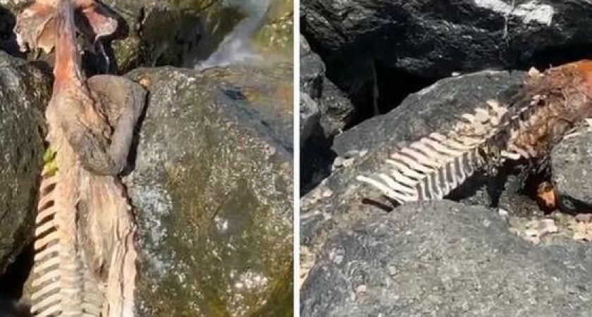 На пляже в Мысхако почти неделю гниет труп