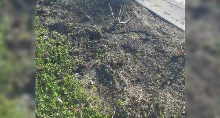 С клумб Новороссийска украли 14 кустов роз. Это дело рук вандалов