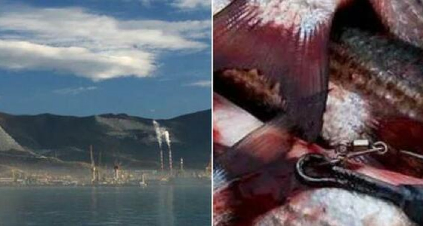 "Да, голодные! Иди отсюда!": наглые браконьеры ловят рыбу на драчку на Западном молу Новороссийска