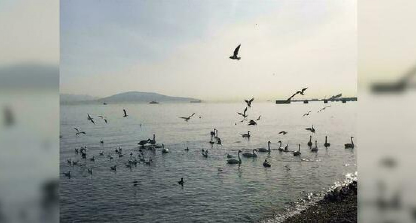 В Новороссийск на зимовку прилетели 12 белых лебедей. Первое видео