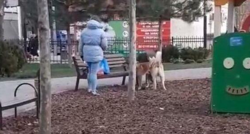 "Когда люди начнут думать о своих животных?!": собаки сцепились посреди детской площадки в Новороссийске