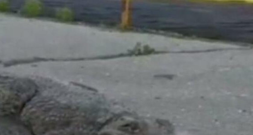 В Анапе с фермы сбежал крокодил и разгуливал по городу (видео)