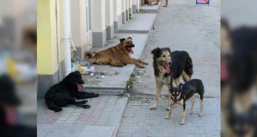 В Новороссийске всерьез взялись за отлов бродячих собак: стаи животных пугают горожан