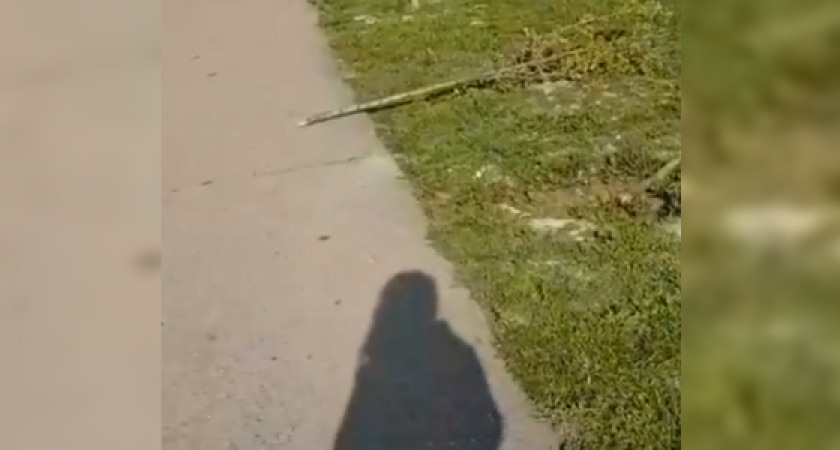 Вандалы сломали несколько молодых деревьев в Новороссийске