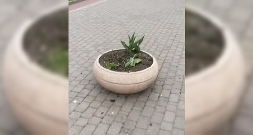 «Люди - нелюди!». В сквере в центре Новороссийска неизвестные украли с клумб тюльпаны