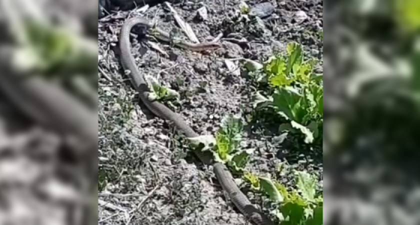 «Луначарская анаконда». Жители Новороссийска нашли у себя во дворе огромную змею (видео)